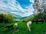 Horses grazing in the Pyrenees
